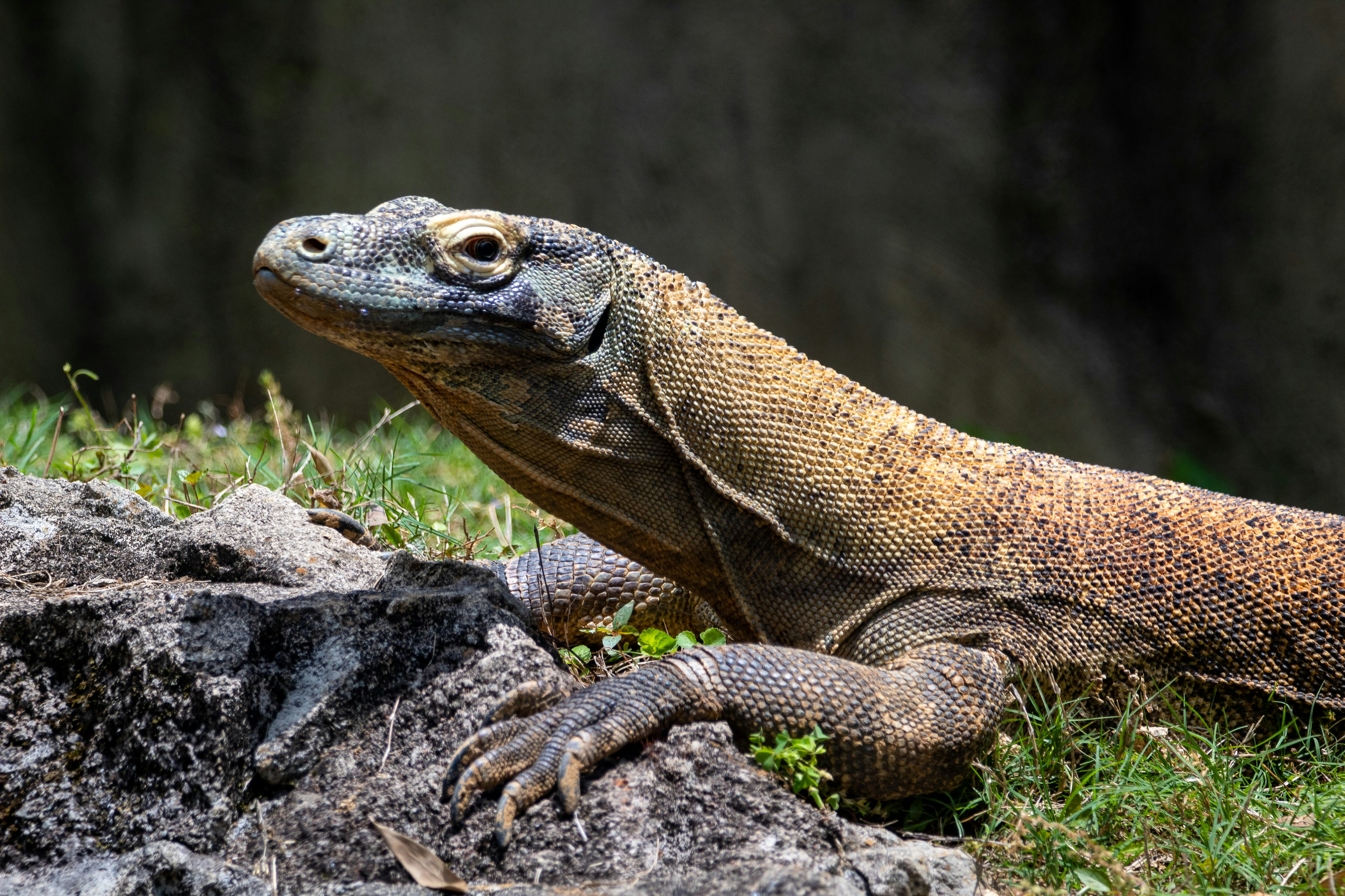 Komodo Dragon (Varanus komodoensis) at Surabaya Zoo, East Java